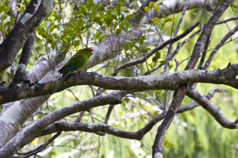 Red-Fronted Parakeet On Branch